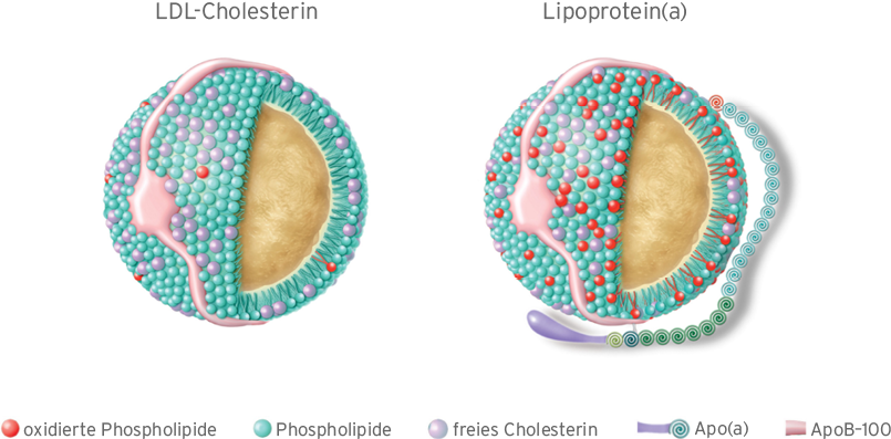 moleküldarstellung ldl-cholesterin und lipoprotein a